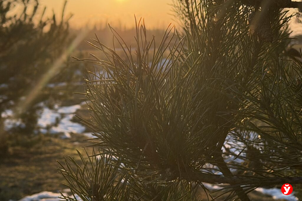 На следующей неделе белорусов ждет испытание холодом: снег, заморозки и ветер до 22 м/с