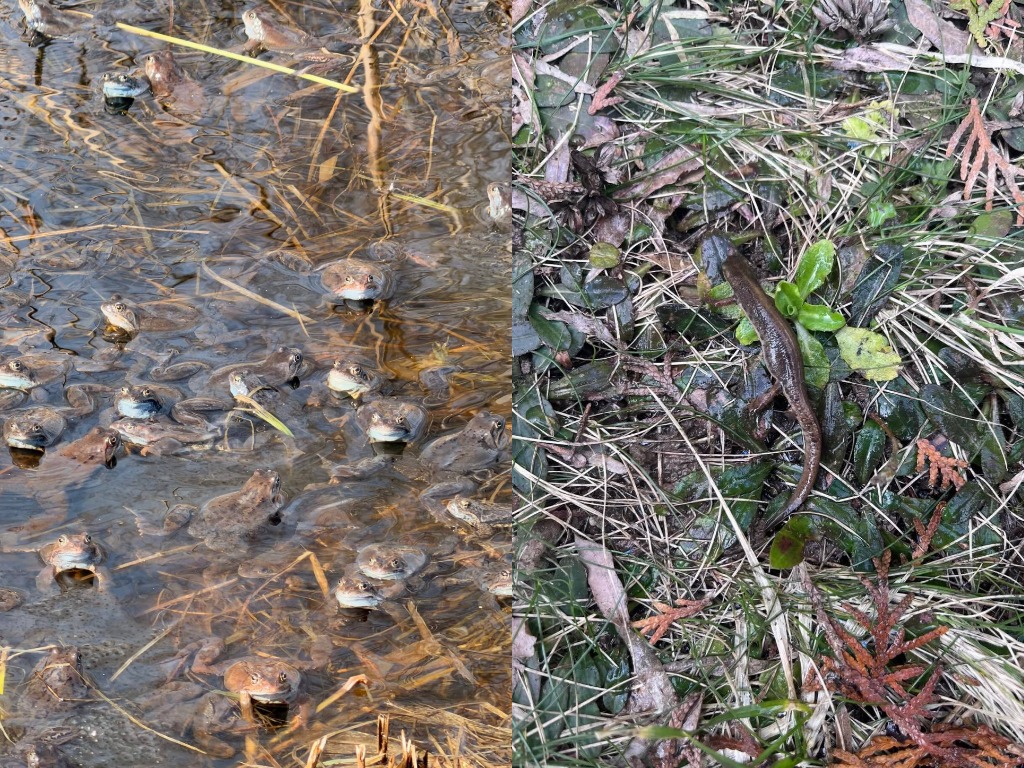 Тритоны и лягушки атакуют регионы Беларуси