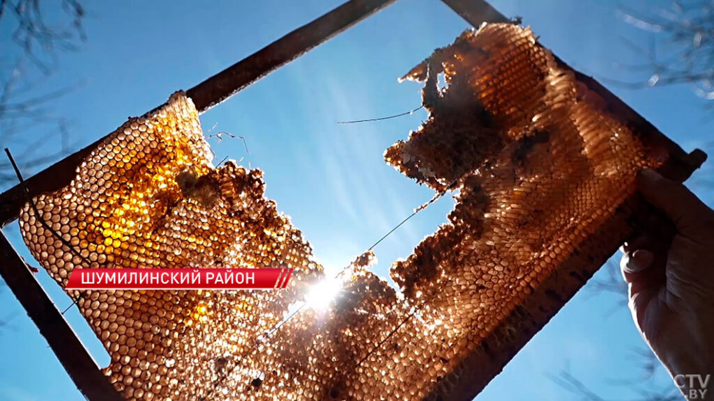 Медведь разорил 9 ульев за неделю в Шумилинском районе – пчеловод в отчаянии