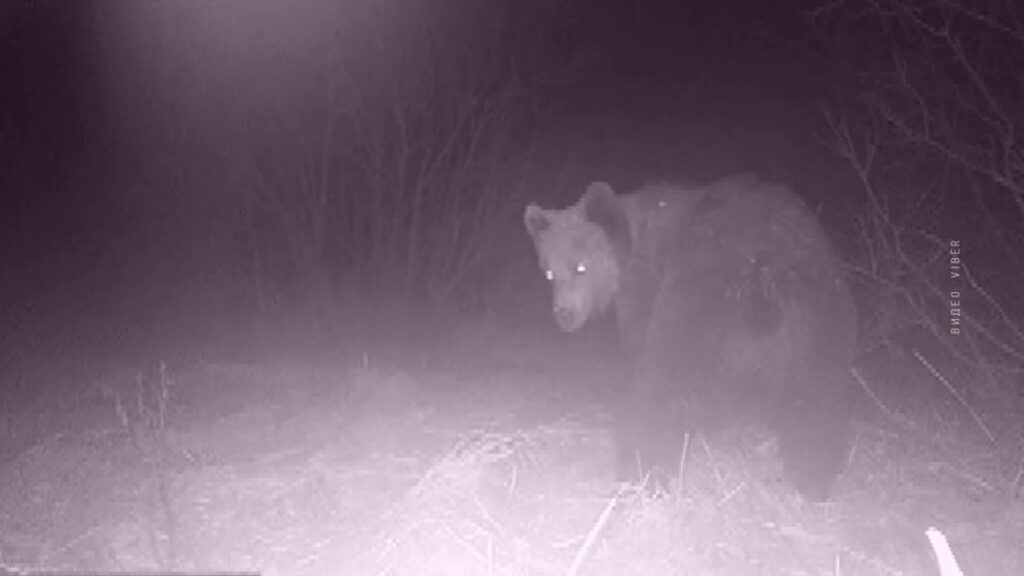 Медведь разорил 9 ульев за неделю в Шумилинском районе – пчеловод в отчаянии