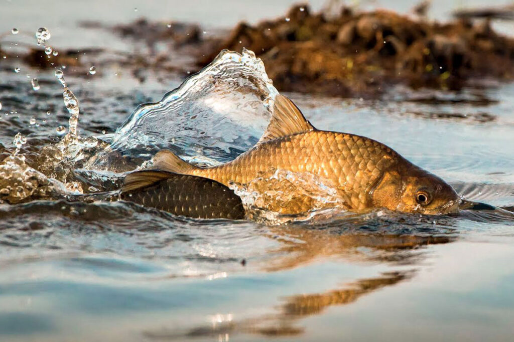 Улов на 17 тысяч рублей: браконьеров задержали в Витебском районе