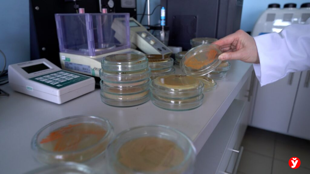 Они едят нефть: белорусские ученые заставили бактерии очищать почву от топлива