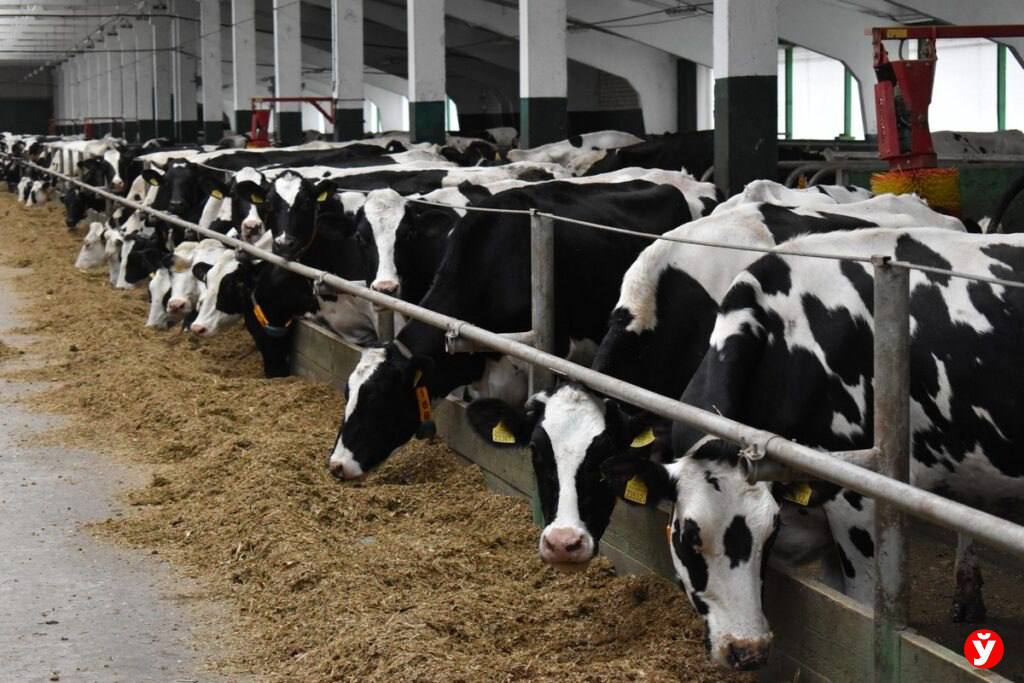 В Беларуси построят 73 новых молочно-товарных комплекса