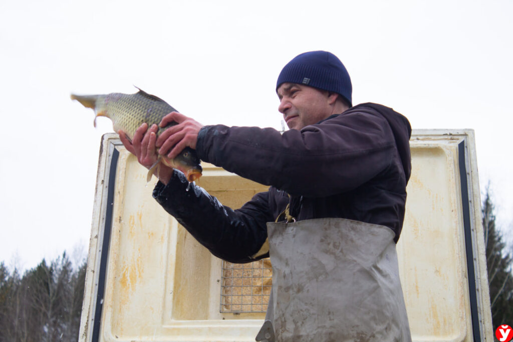 Солигорское водохранилище зарыбят: сюда выпустят карпа, белого амура, сома и щуку