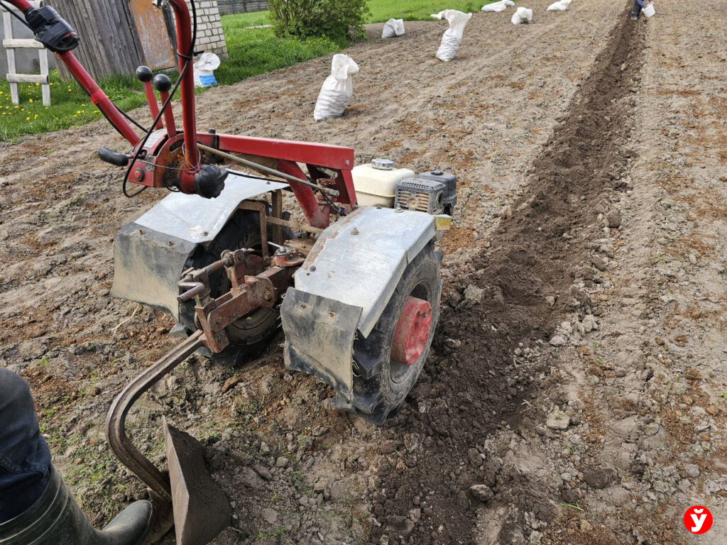 Сезон открыт: в Беларуси начали массово сажать картофель