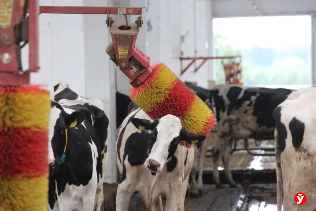 Качественные корма, эффективные вакцины, грамотные кадры: Минщина решает вопрос сохранности скота