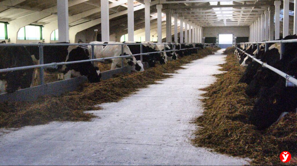 Рабочий из Клецка украл у своего руководителя телефон, карту и деньги прямо на ферме