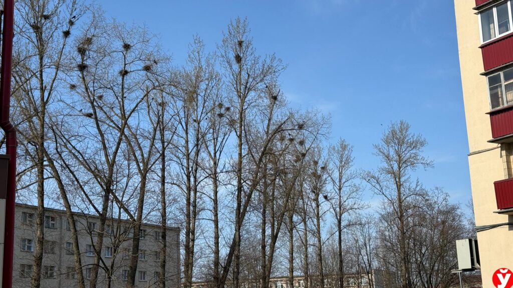 Нашествие ворон в Жодино: что на самом деле происходит возле четвёртой школы