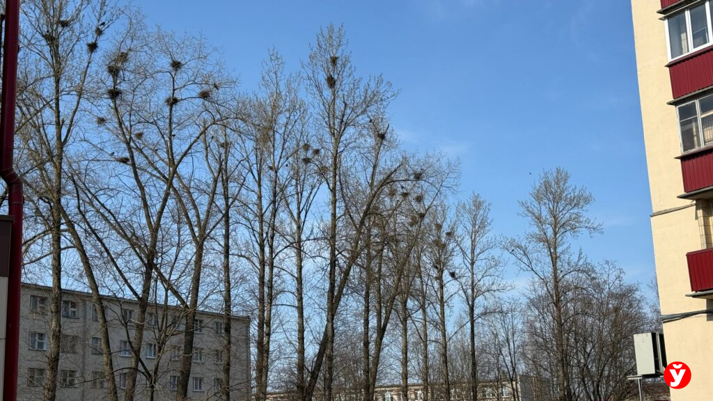 Нашествие ворон в Жодино: что на самом деле происходит возле четвёртой школы