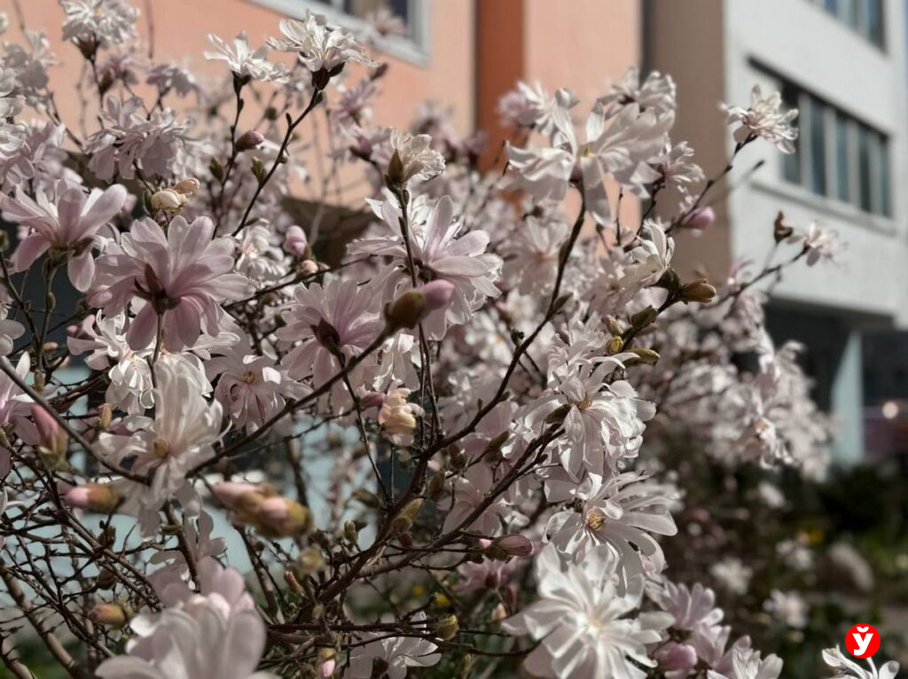 «магнолиевые точки» 