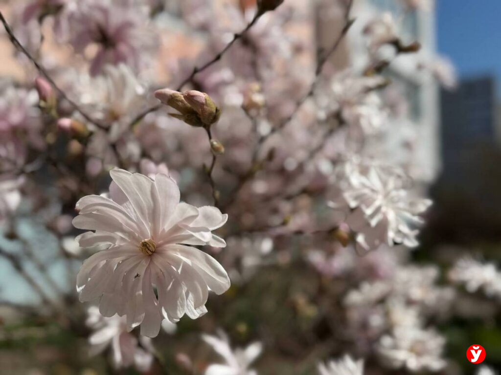 «магнолиевые точки» 