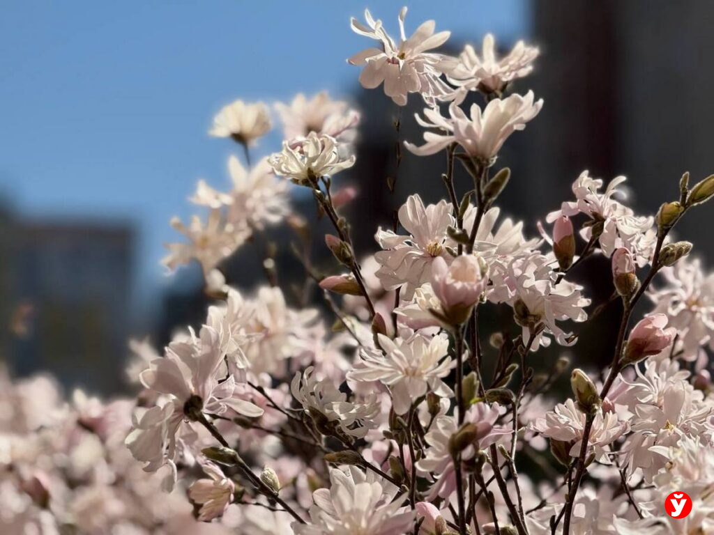 Соцсети взрывают кадры цветущей магнолии. Рассказываем, где её найти в Минске