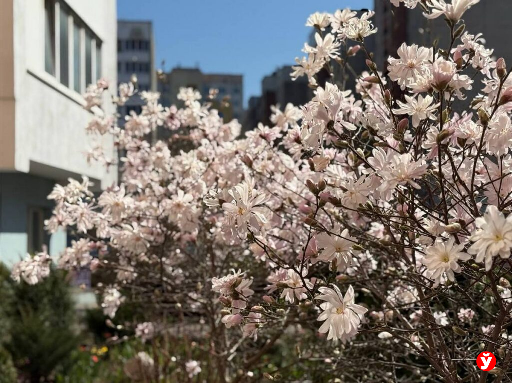 «магнолиевые точки»