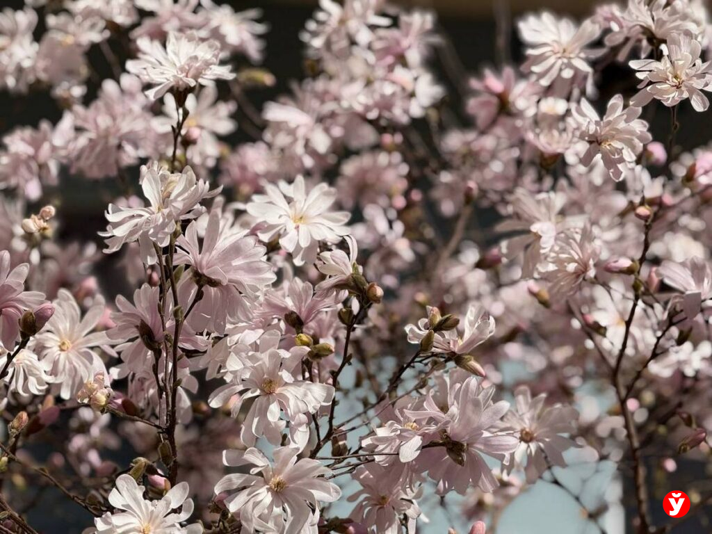 «магнолиевые точки» 