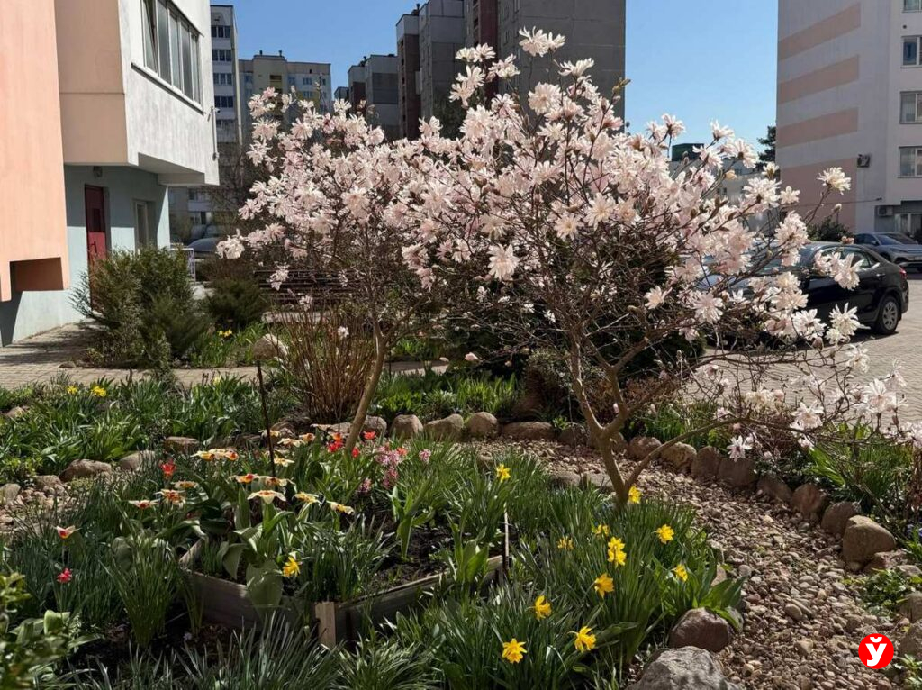 «магнолиевые точки» 