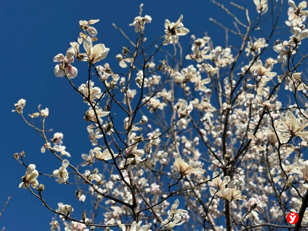 «магнолиевые точки»