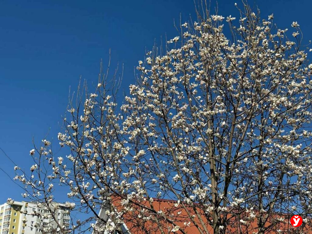 «магнолиевые точки» 