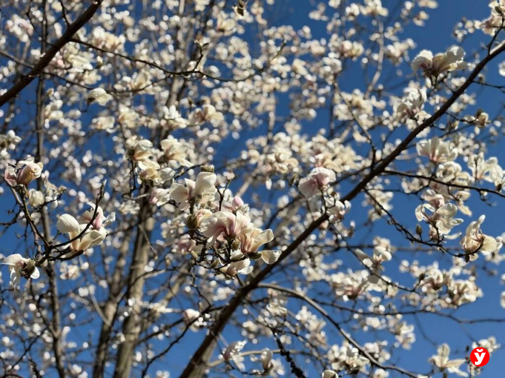 «магнолиевые точки» 