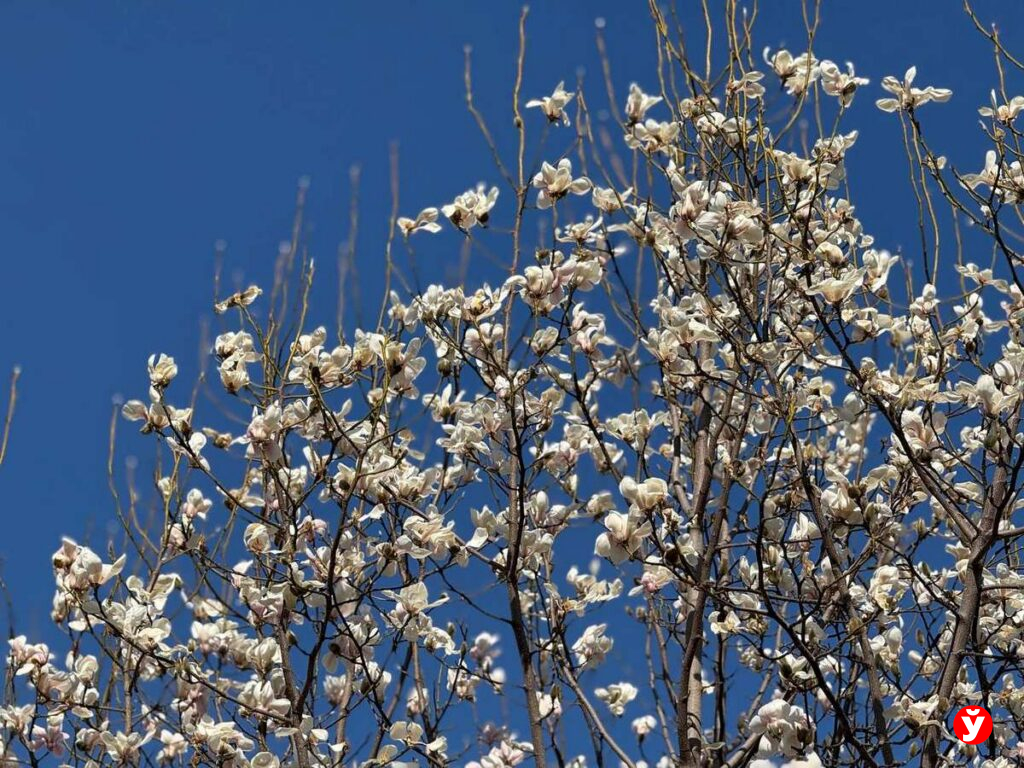 «магнолиевые точки» 