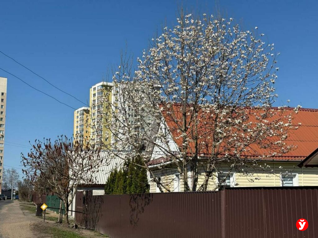 «магнолиевые точки» 