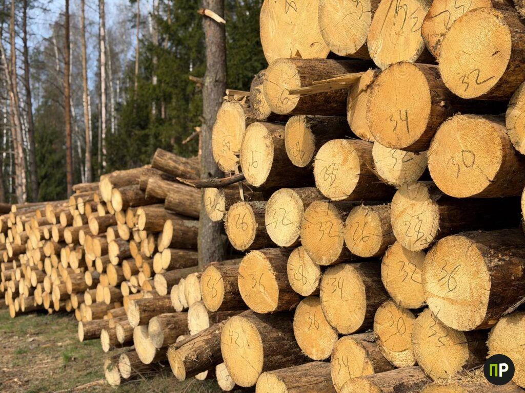 Зачем рубят лес в Минском районе – объяснили специалисты