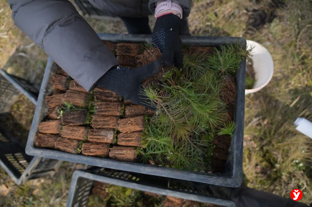 В Слуцком районе высадили почти две тысячи сосен