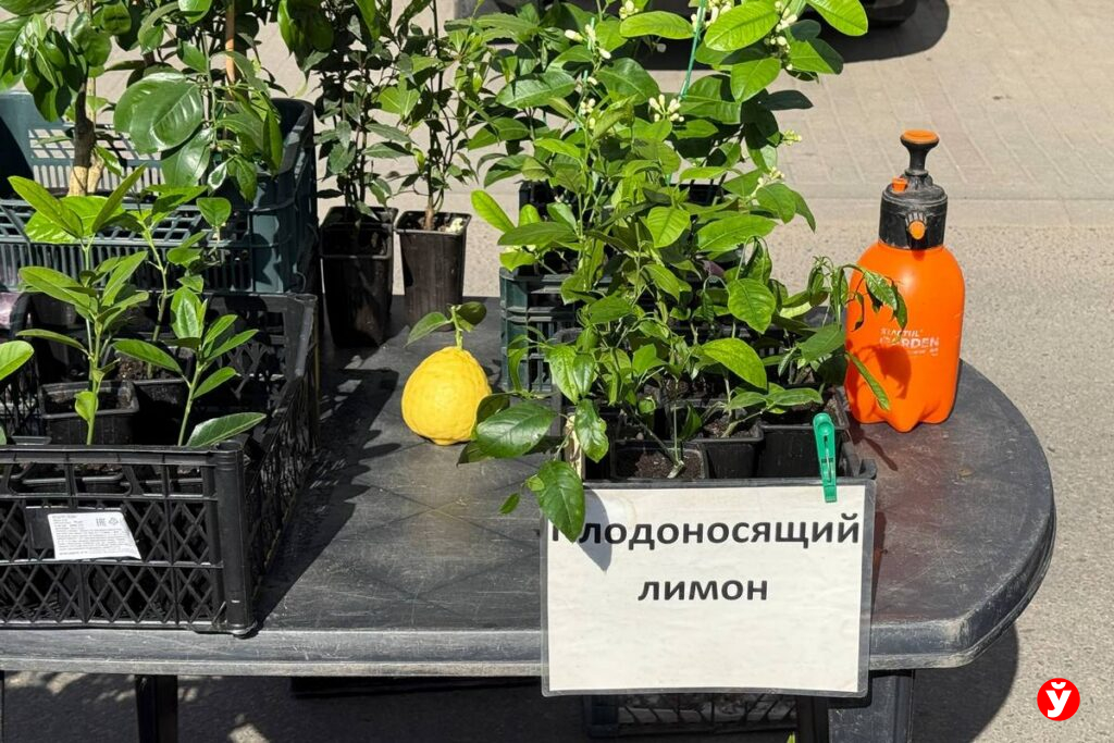 Шашлык по 5 рублей и саженцы за 20: что почем на ярмарке в Жодино