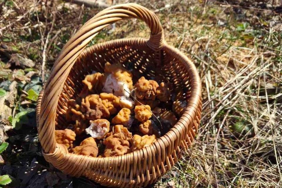 Строчки собирают под Минском – как не отравиться этими грибами