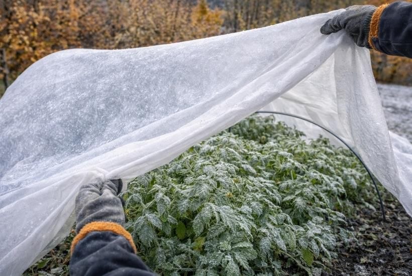 Как спасти растения от апрельских заморозков