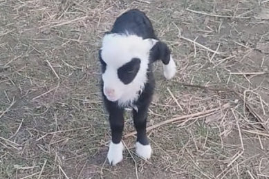Белорусская панда родилась в деревне под Гродно – как она выглядит