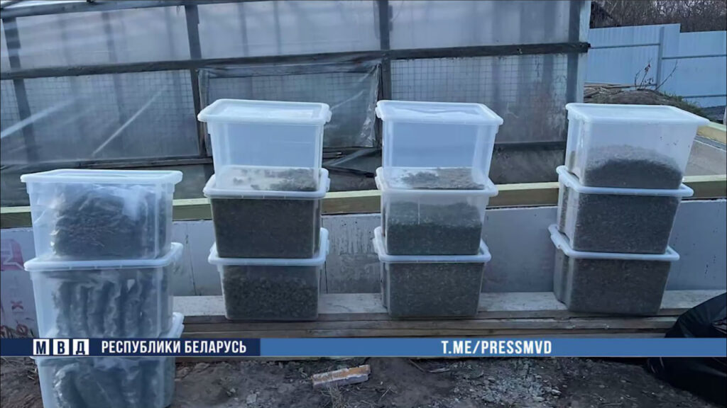 25 кг марихуаны изъяли в Могилёвском районе