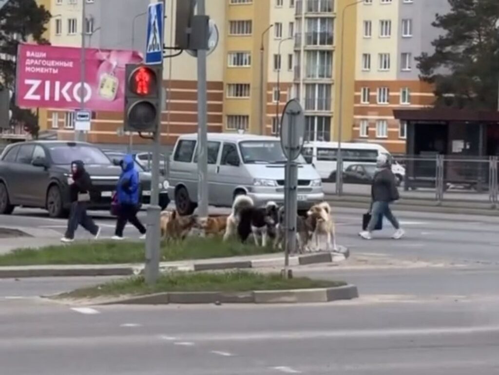 В Борисове свора собак затрудняла движение в оживленном районе, их уже ищут
