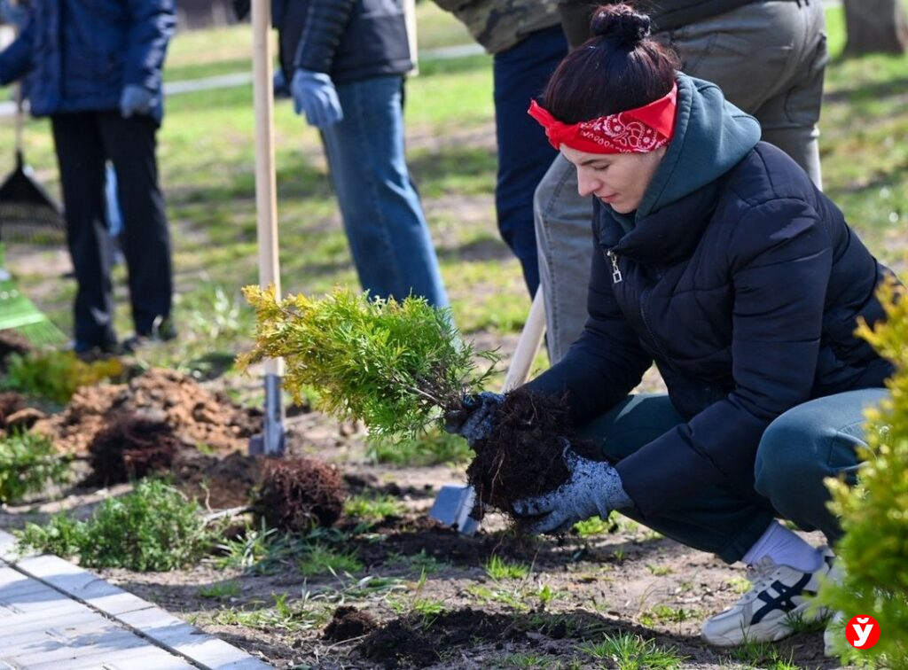 В Старых Дорогах работники ЖКХ заложила «Аллею Дружбы» из 200 туй