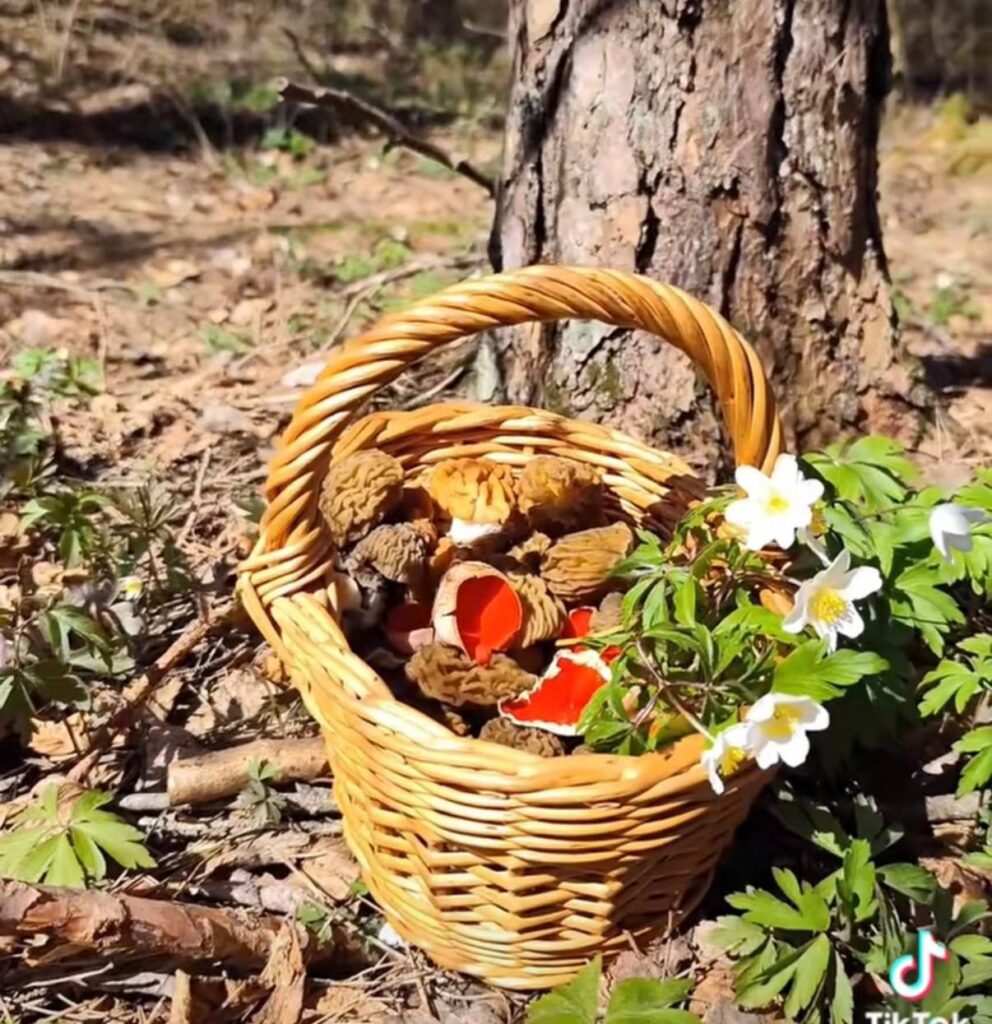 Грибной сезон открыт: где в Беларуси уже собирают полные корзины