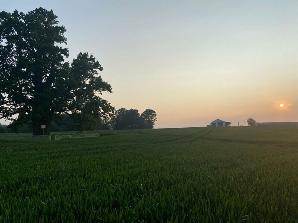 Самое большое дерево Беларуси можно посмотреть в Несвижском районе