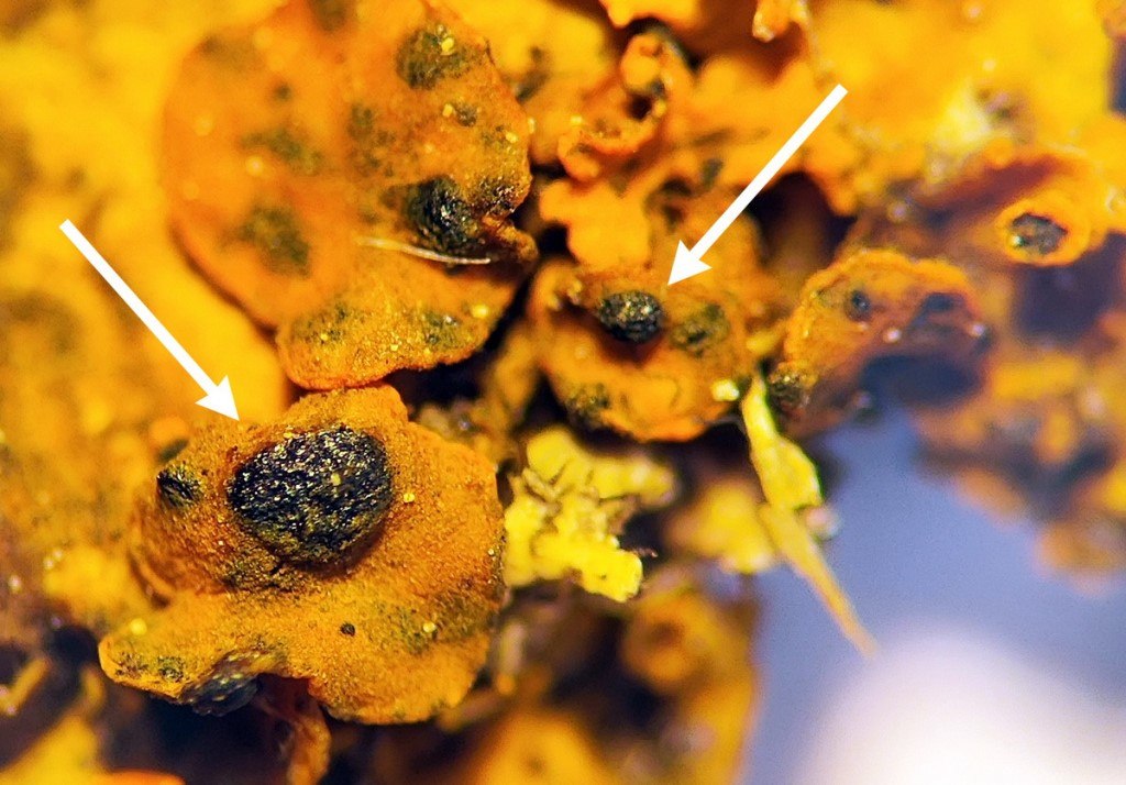 В Беларуси нашли новый крошечный гриб