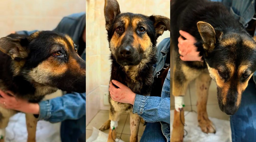 Белоруска хотела избавиться от своей собаки жестоким способом – милиция отреагировала