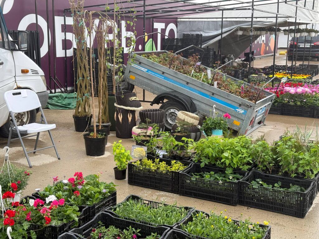 От петуний до деревьев за 100 рублей: что сейчас массово покупают дачники в Таборах