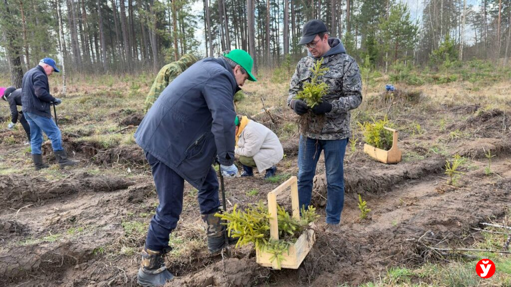 Ель, сосна и тимбилдинг: как 200 железнодорожников за день превратили 10 гектаров в молодой лес