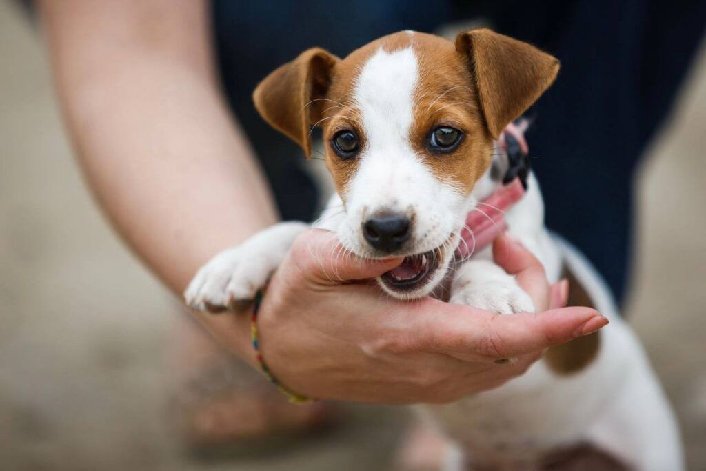 Почему щенок вдруг перестал слушаться? Кинолог объясняет гормональную бурю
