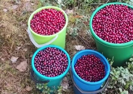 Клюква в апреле – женщина удивила соцсети урожаем ягоды под Витебском