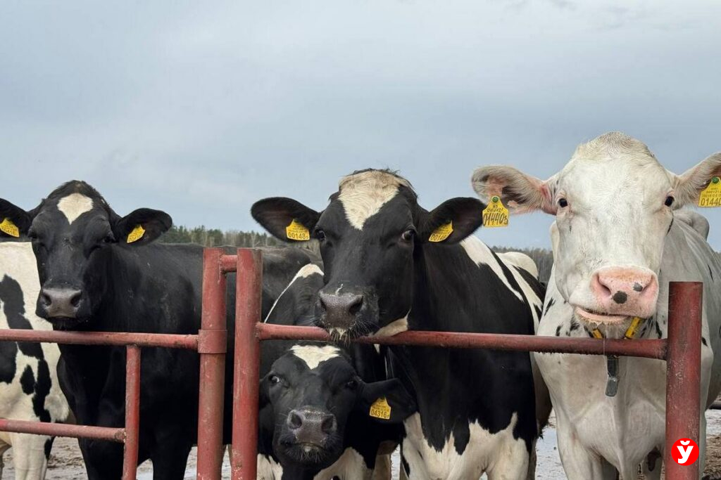 «АгроМАЗ» строит новый комплекс на 1000 голов – появится «карусель» на 48 мест и автокормораздача