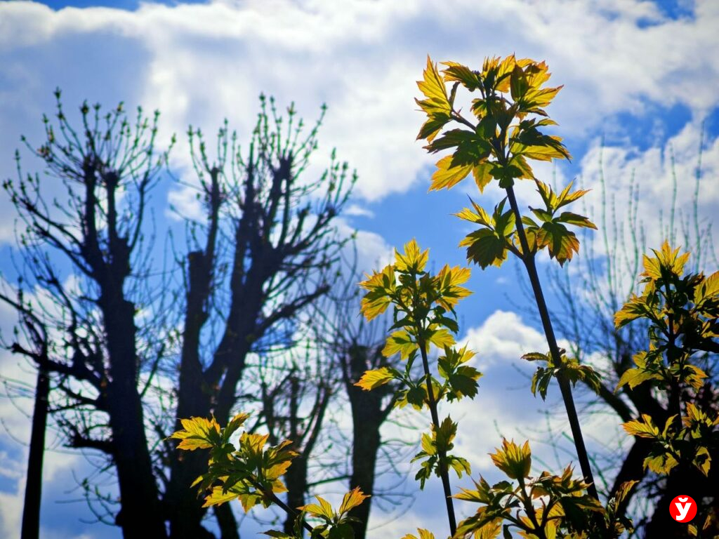 Синоптики объявили штормовое предупреждение на 24 апреля из-за заморозков