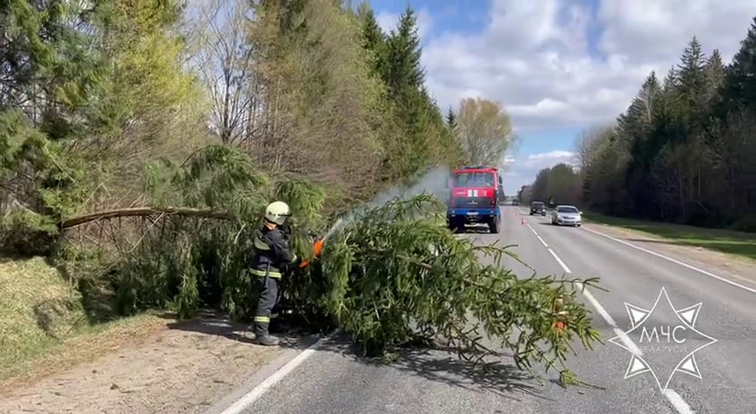 Ураганный ветер повалил деревья в трех регионах Беларуси