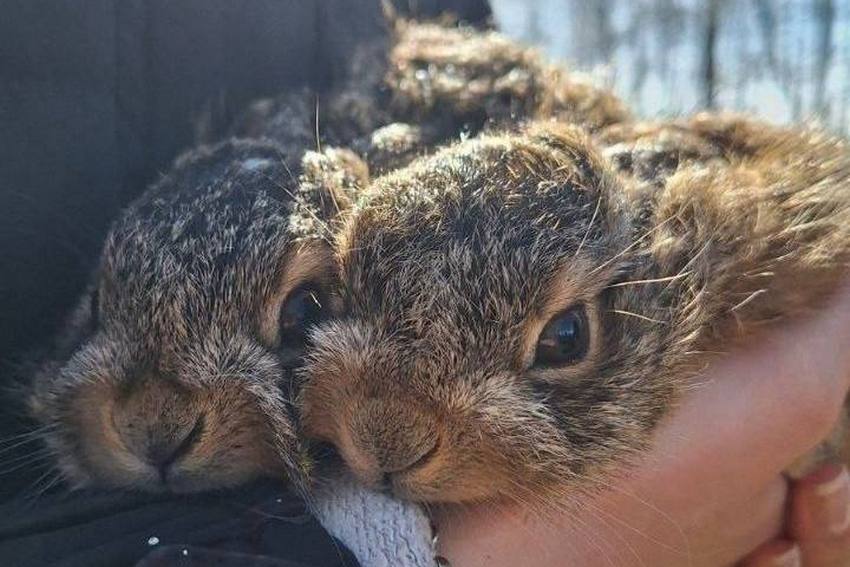 Дикие зайчата попали в объектив лесничих Вилейского района