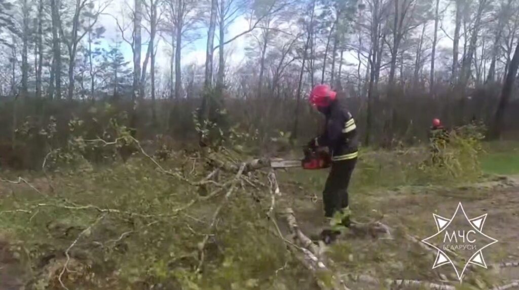 Сильный ветер в Беларуси повалил деревья и повредил автомобили: МЧС ликвидирует последствия