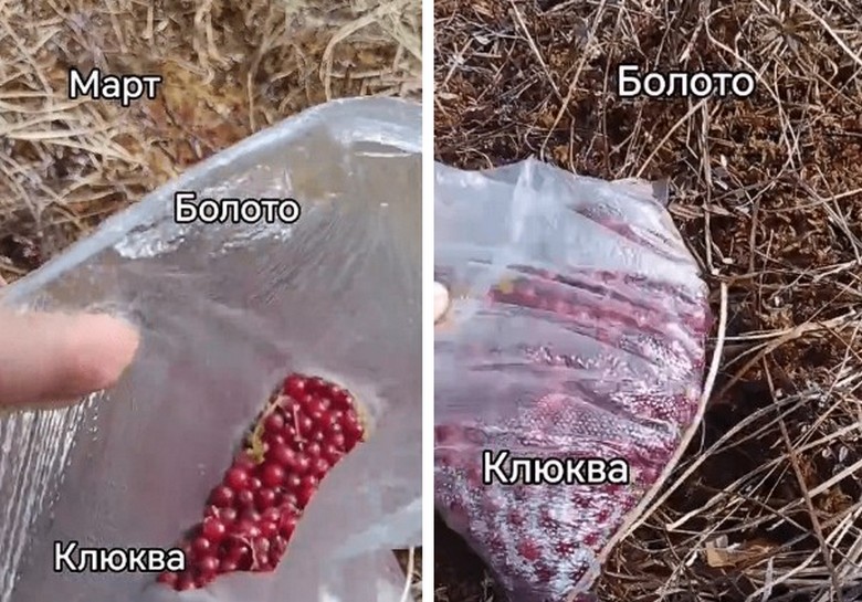 В мядельских болотах собирают клюкву весной