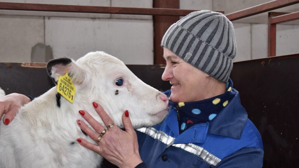 Мощный рывок «Талицы-агро»: ставка на молоко, дисциплину и рост зарплат