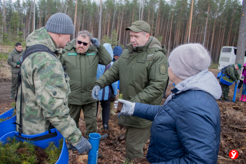 На Логойщине депутаты высадили около 5 гектаров леса годовалой сосны