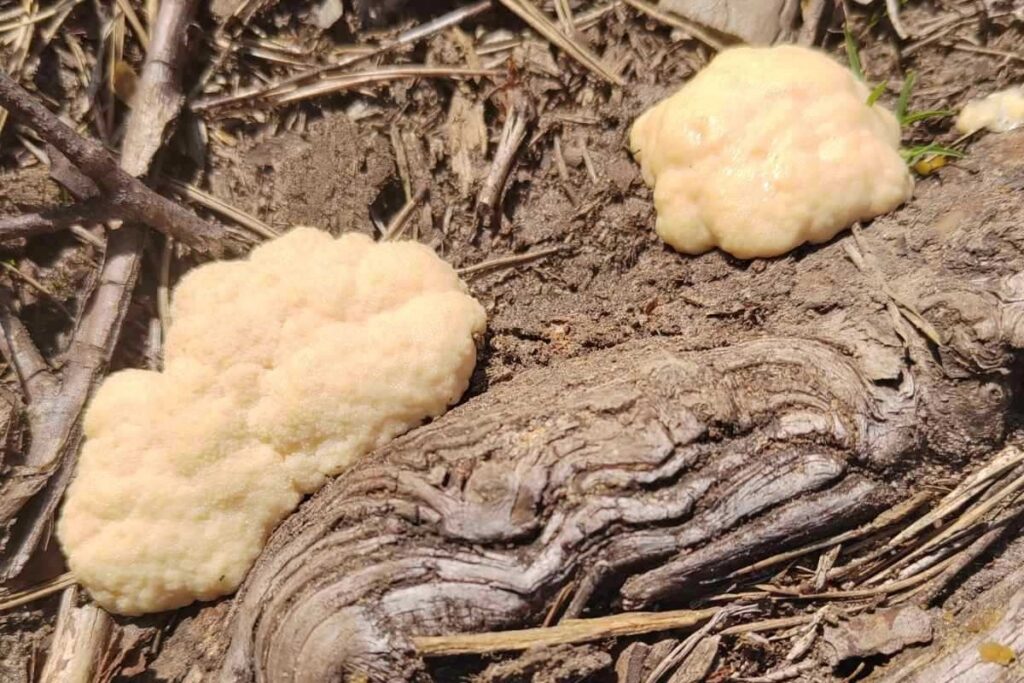 В Беловежской пуще обнаружили гриб, который умеет двигаться